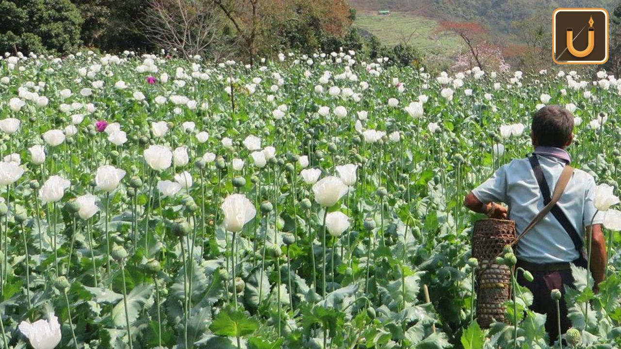 Usthadian Academy / Myanmar Surpasses Afghanistan As World’s Leading Opium Source In 2023: UN Report